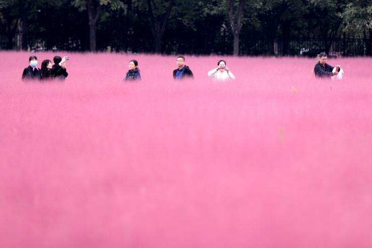 邂逅這片“粉霧?！?>
     <p>邂逅這片“粉霧?！?/p>
</a>
        </div>
    </div>
    <!--推薦圖集end-->
    <div   id=