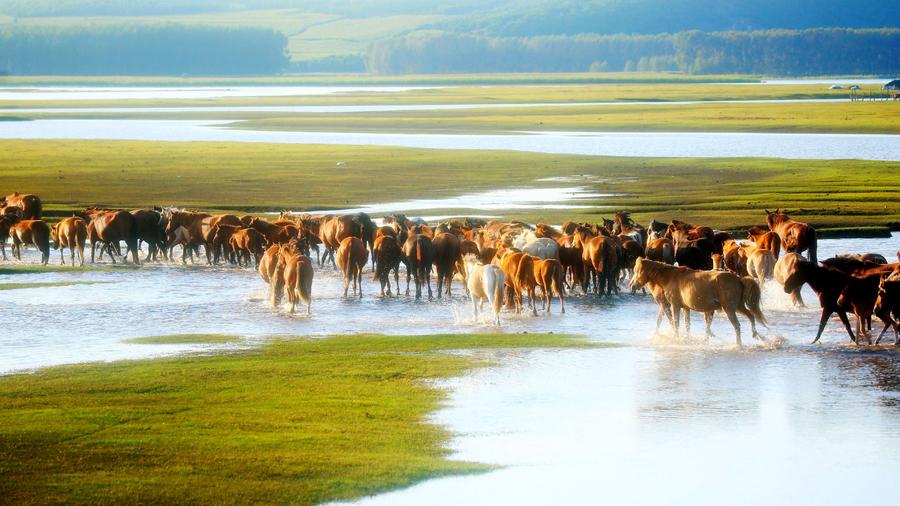 仲夏，來呼倫貝爾清涼一夏