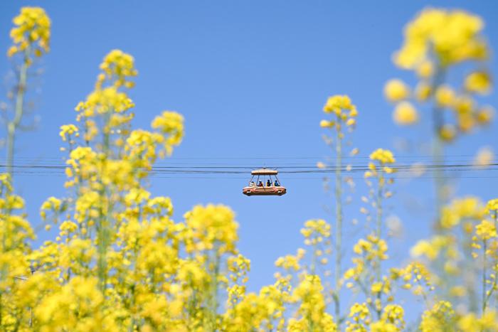 賞春花、品春菜 重慶民眾邂逅春日浪漫