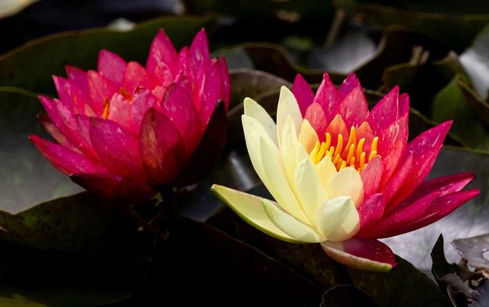 好運(yùn)“蓮蓮”！安徽淮北雙色睡蓮驚艷綻放