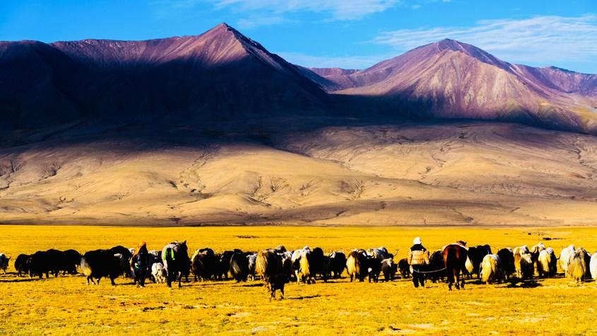 青海都蘭百萬(wàn)頭牛羊轉(zhuǎn)場(chǎng)至秋季牧場(chǎng)