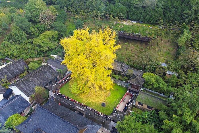 千年銀杏樹(shù)換“金裝”
