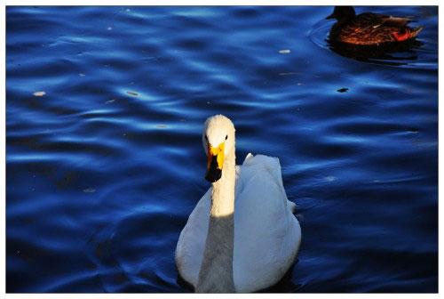 本周數(shù)碼相機市場 消費者關(guān)注度前十熱機