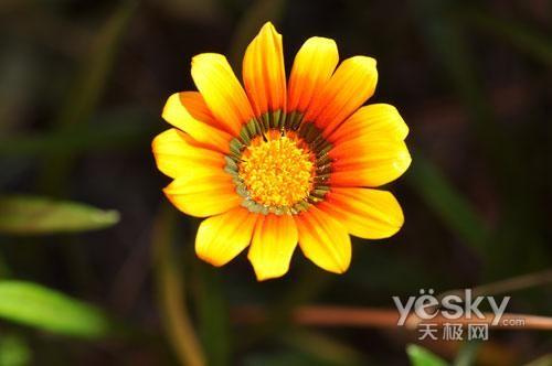 十一出游專(zhuān)業(yè)之選 市場(chǎng)熱門(mén)單反相機(jī)推薦