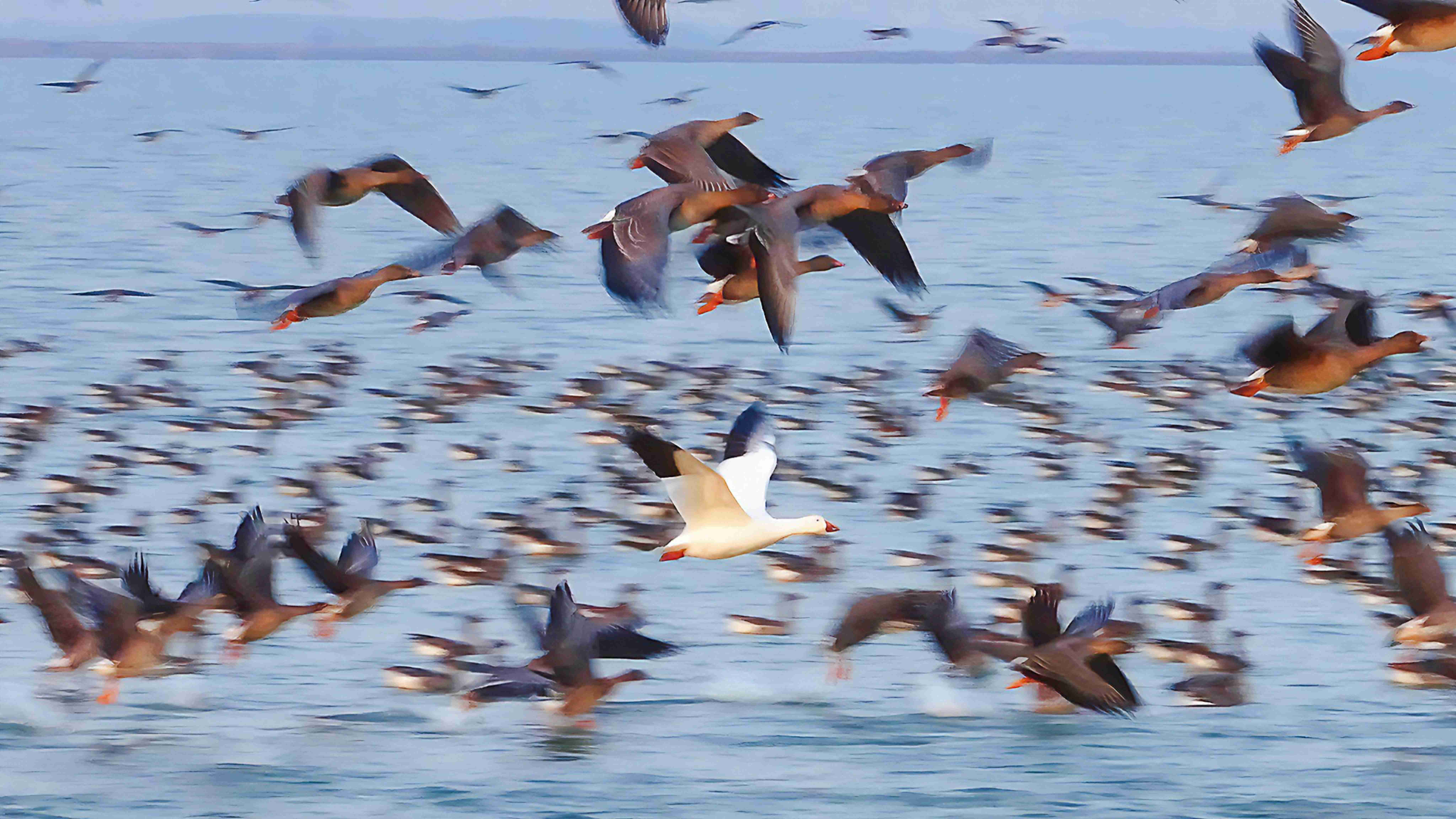 增至335種！衡水湖首次記錄到國內(nèi)罕見鳥類雪雁