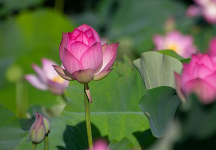 端午假期?？诎佼€荷花綻放引客來