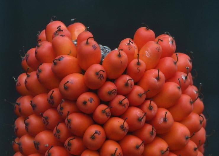 巨魔芋結(jié)實(shí)，速圍觀