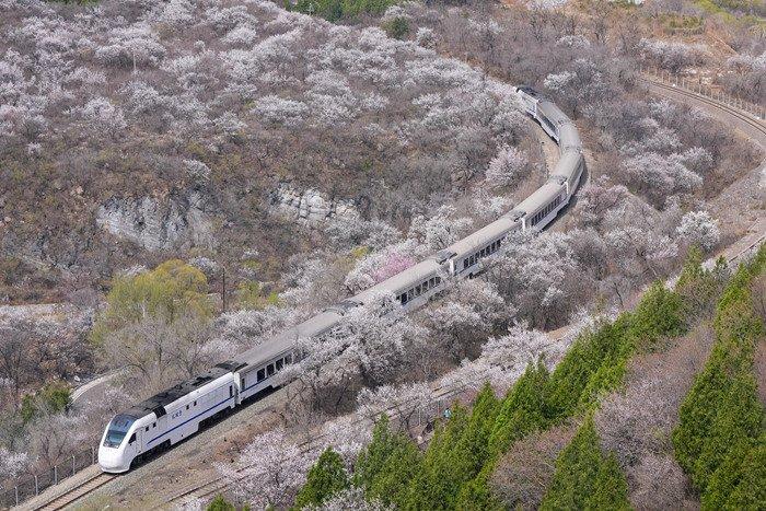 “開往春天的列車” 北京市郊列車穿行居庸關(guān)花海