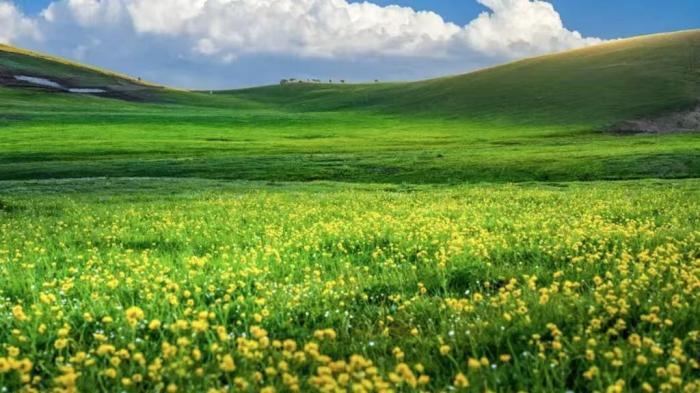 新疆吐爾加遼草原：山花競爛漫 芳草綠無垠